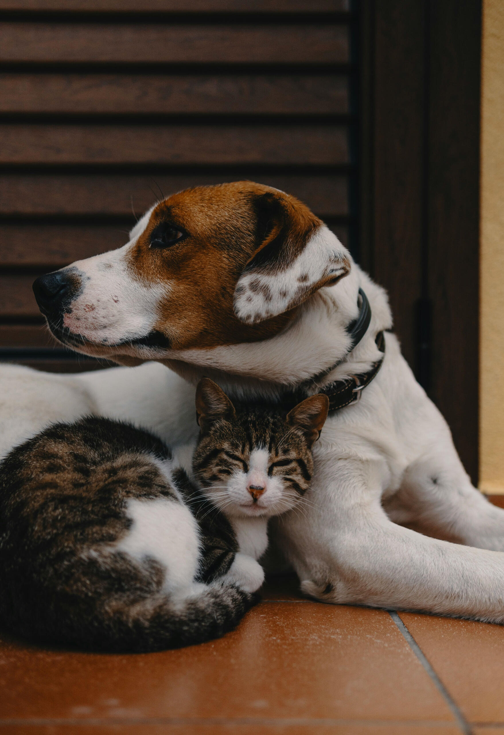 Foto cálida y amigable de un perro y un gato Foto de Alec Favale en Unsplash