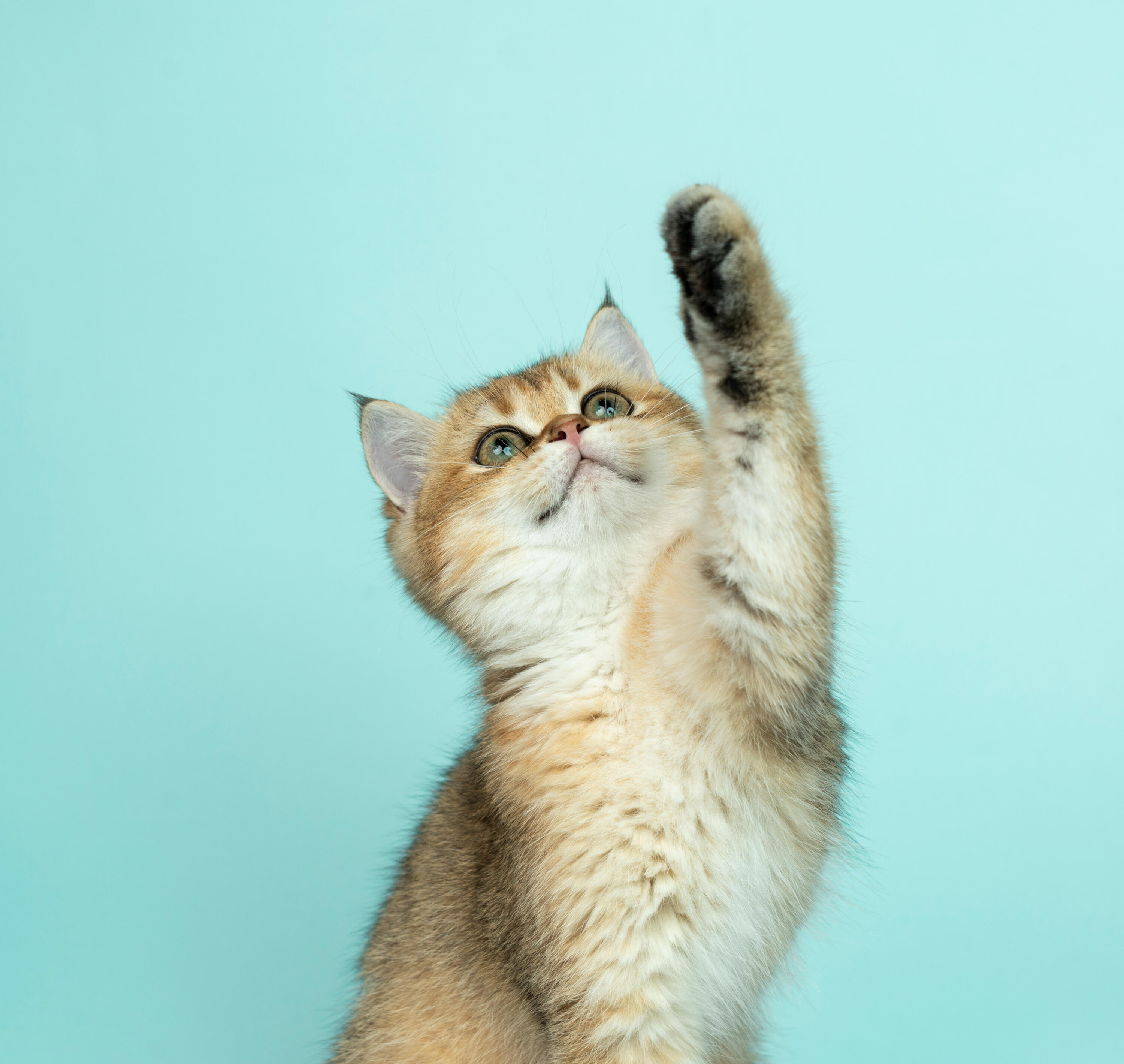 Foto cálida y amigable de un gato