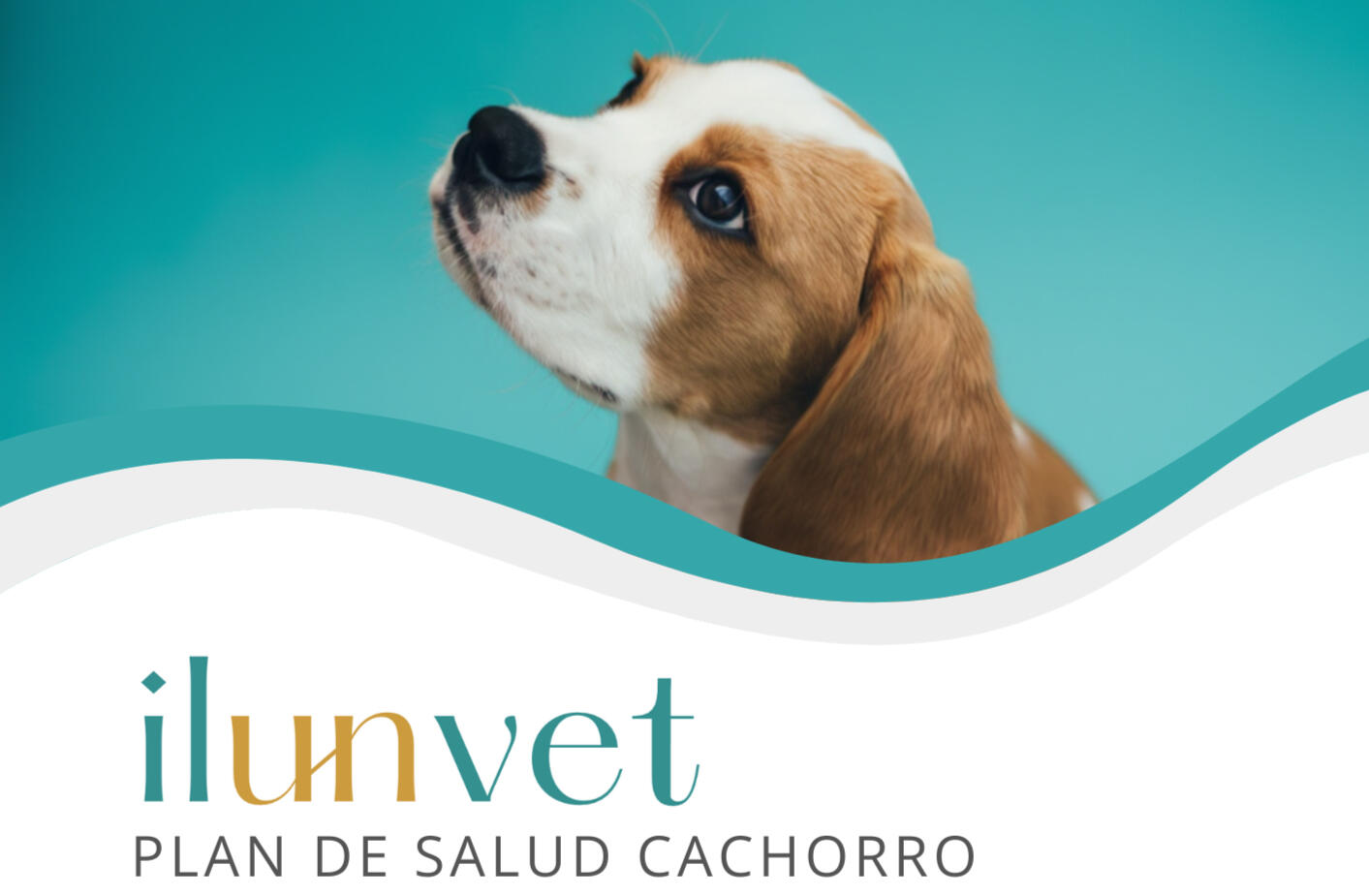 Foto cálida y amigable de un gato